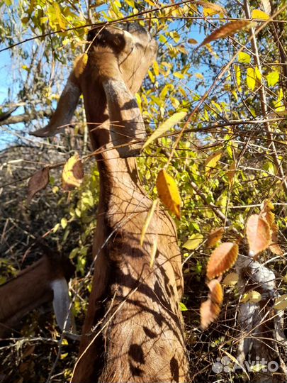 Нубийские козы