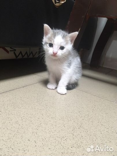 Котята в добрые руки мальчики