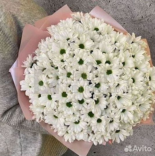 Хризантема