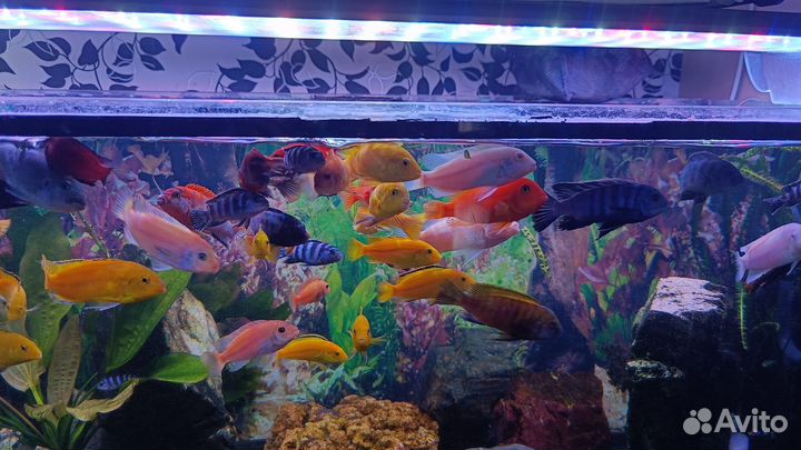 Малавийские цихлиды