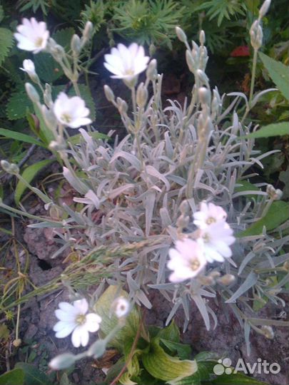 Низкие многолетники