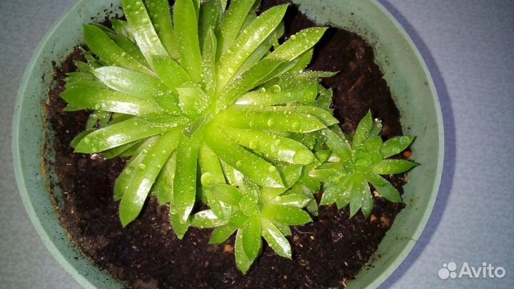 Молодило каменная роза