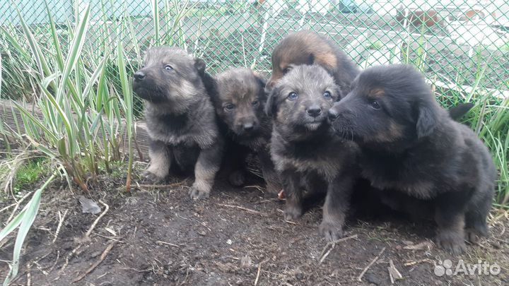 Отдам бесплатно животные