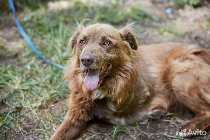 Взрослый особенный пес Рем ищет дом