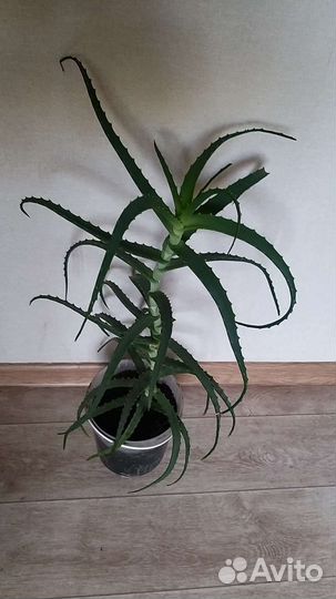 Взрослый Лечебный Алой 3 х летний