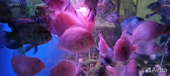 Цихлида цихлазома фламинго
