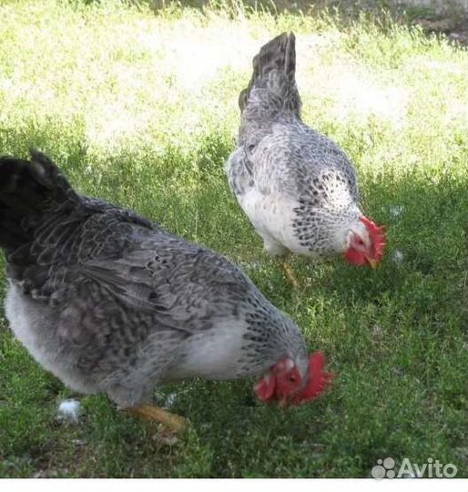 Яйцо и цыплята Борковская барвистая