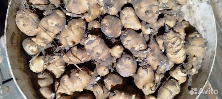 Топинамбур клубни