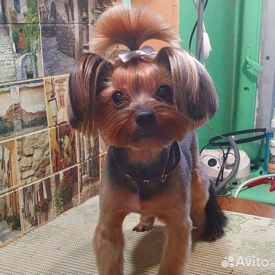 Стрижки собак от 