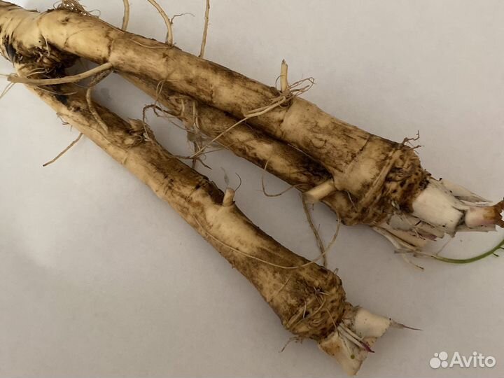 Корень хрена