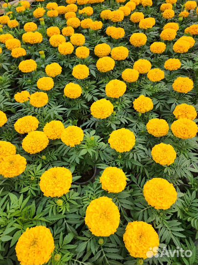 Рассада цветов