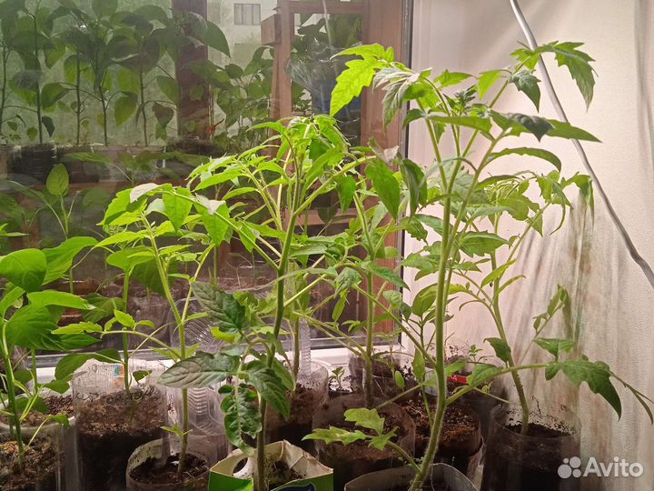 Рассада томатов, перцев и другое