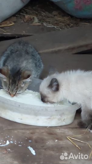 Котята в добрые руки