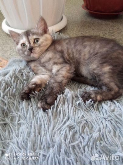 Котёнок девочка будет два месяца