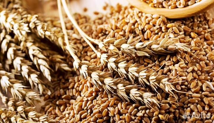 Зерно пшеница ячмень