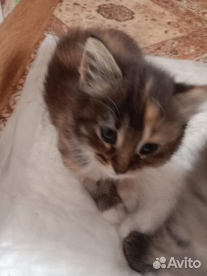 Кошка в дар бесплатно