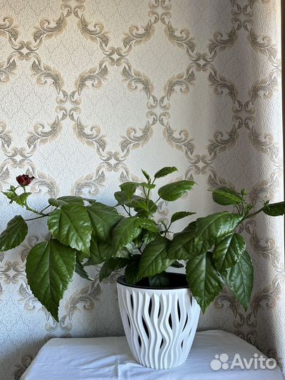 Гибискус китайская роза