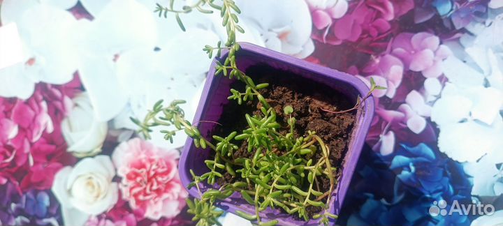 Очиток (седум) белый