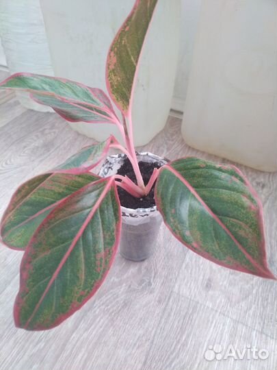 Продам цветы комнатные