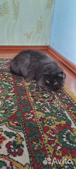 Кошка мейн-кун помесь
