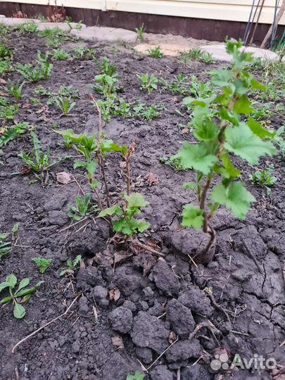 Смородина крыжовник тибеская малина