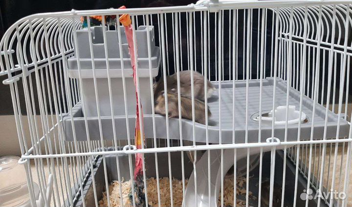 Клетка для грызунов, джунгарики
