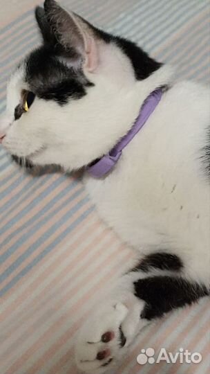 Кошка в дар