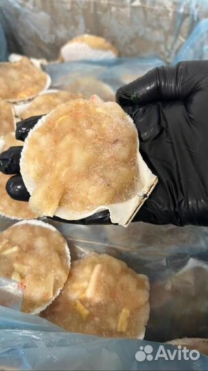 Морской гребешок в ассортименте