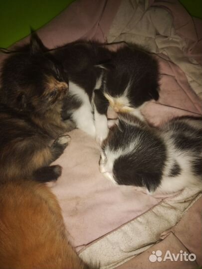 Котята в добрые руки