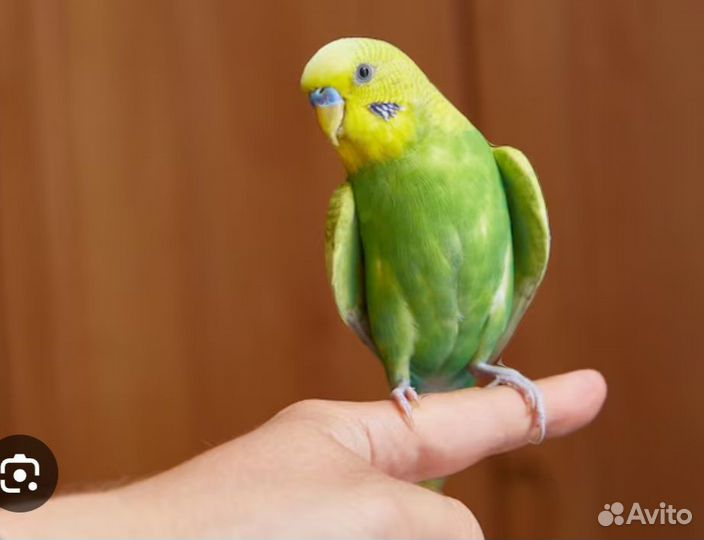 Волнистый попугайчик только в добрые руки