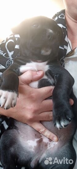 Стаффордширский терьер