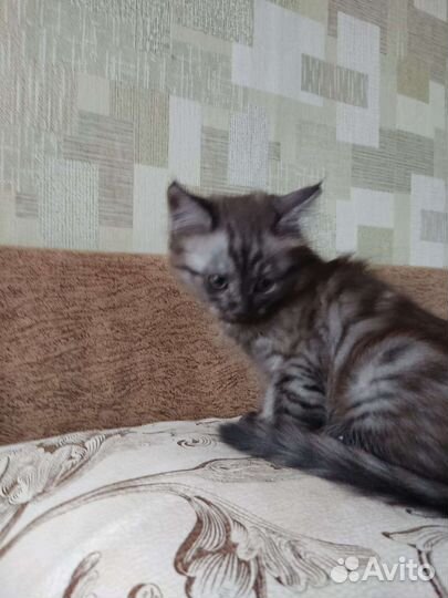 Котята манчкин