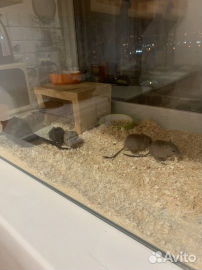 Монгольская песчанка