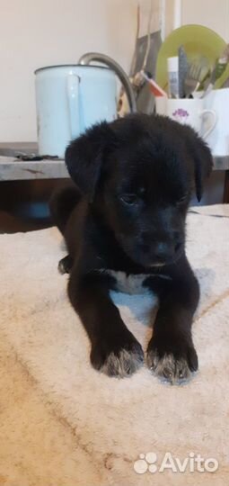 Щенки лабрадора