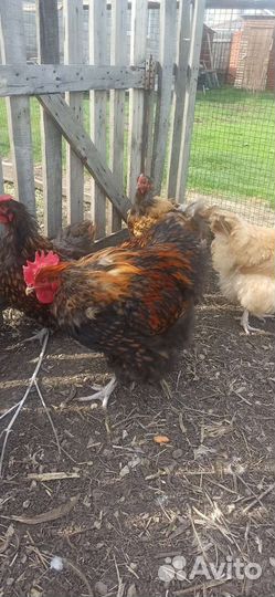 Инкубационное яйцо кур, породы Орпингтон