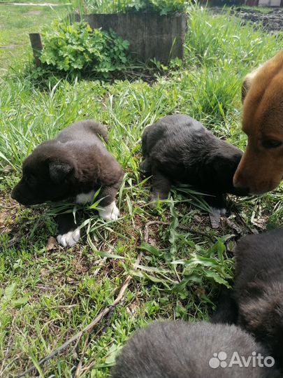 Щенок в добрые руки