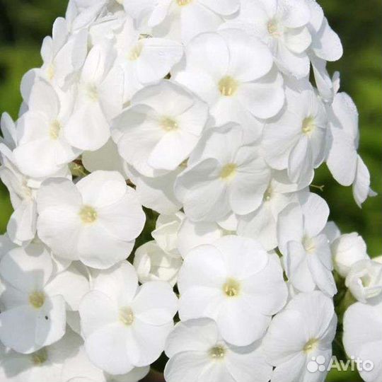 Сортовые белые флоксы