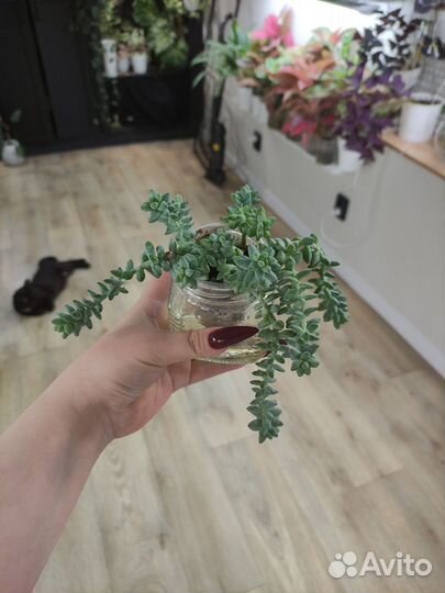 Очиток буррито