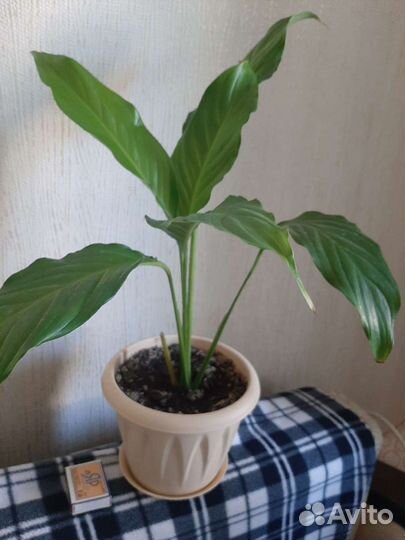 Спатифиллум