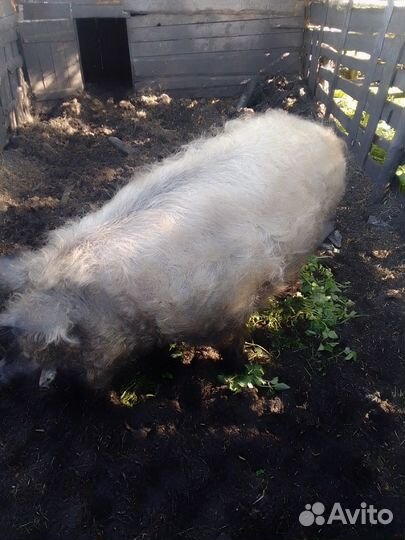 Хряк венгерской мангалицы