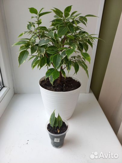 Фикус бенджамина кинки, бафт, Наташа