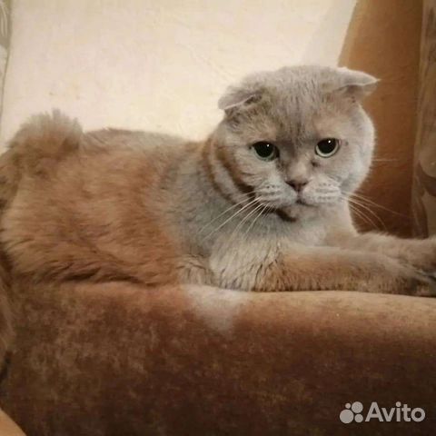 Котик в Добрые ручки