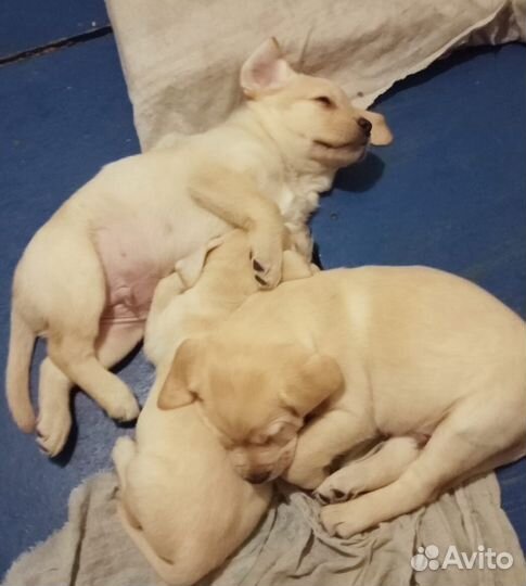 Щенки лабрадора палевые