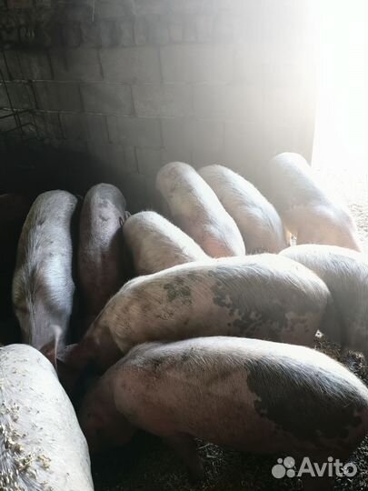 Поросята ландрас