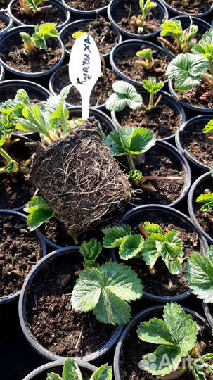 Саженцы клубники