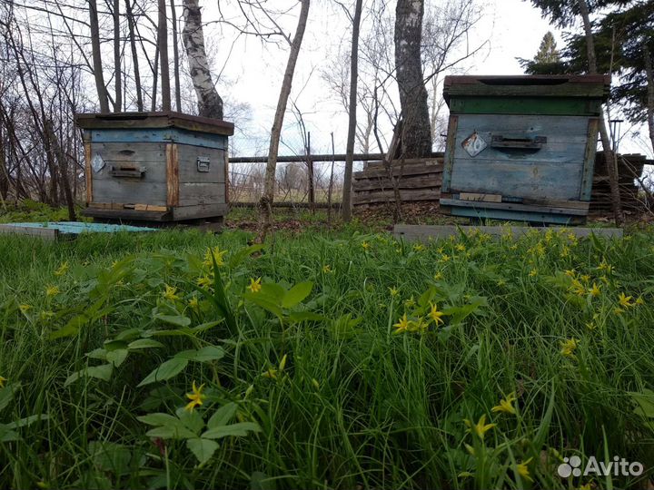 Продам пчелосемьи средне-русской породы