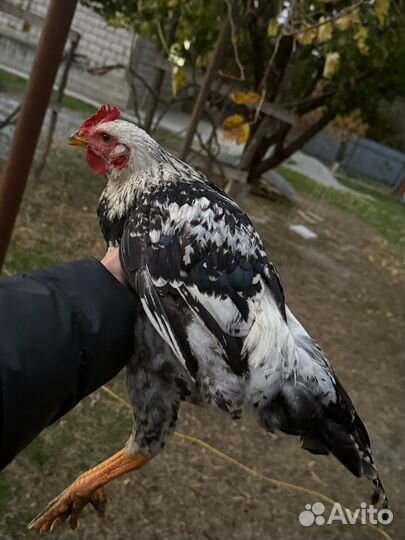 Куры петухи