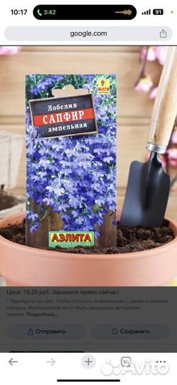 Лобелия ампельная Сапфир
