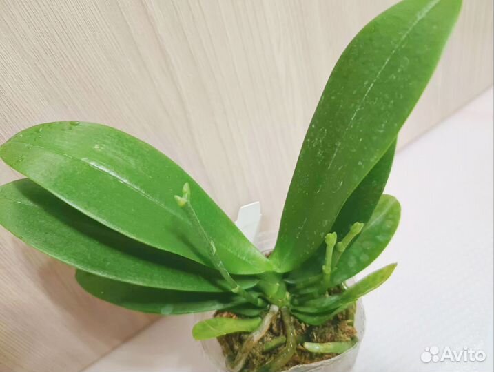 Орхидеи Фаленопсисы мультифлоры