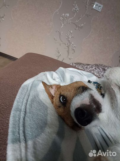 Парсон Рассел терьер